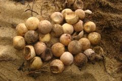 Turtle Eggs. Photo: Barry Erdeljon