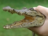 Baby crocodile. Photo: Amanda Ghobadi