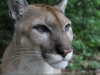 Belize Zoo cougar. Photo: April Evans