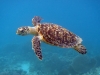 Critically endangered Hawksbill turtle. Photo: C. Rodgers