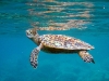 Critically endangered hawksbill turtle. Photo: C. Rodgers