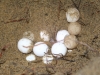 Students encountered nest during turtle walks. Photo: April Evans